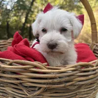 Maggie(AKC/CKC)Sold, a female Miniature Schnauzer for sale in Rincon, GA – Photo 1 of 4