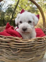 Maggie(AKC/CKC)Sold, a female Miniature Schnauzer for sale in Rincon, GA – Photo 1 of 4