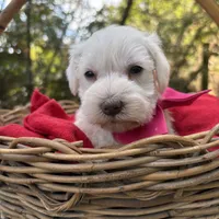 Maggie(AKC/CKC)Sold, a female Miniature Schnauzer for sale in Rincon, GA – Photo 4 of 4