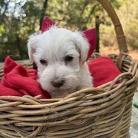 Maggie(AKC/CKC)Sold, a female Miniature Schnauzer for sale in Rincon, GA – Photo 2 of 4