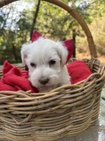 Maggie(AKC/CKC)Sold, a female Miniature Schnauzer for sale in Rincon, GA – Photo 2 of 4