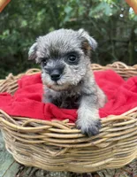 AKC Gnattie, a female Miniature Schnauzer for sale in Rincon, GA – 5 of 5