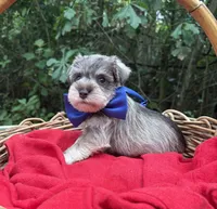 AKC Dakota, a male Miniature Schnauzer for sale in Rincon, GA – 4 of 4