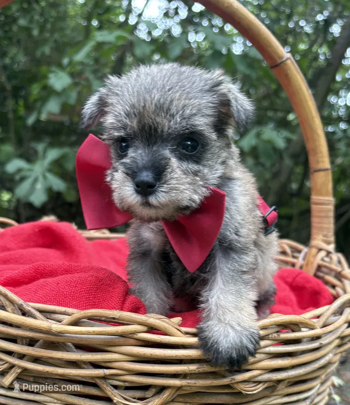 AKC Gnattie – Miniature Schnauzer puppy for sale in Rincon, GA