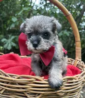 AKC Gnattie, a female Miniature Schnauzer for sale in Rincon, GA – 1 of 5