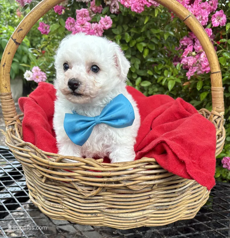 Pip (AKC/CKC) – Bichon Frise puppy for sale in Rincon, GA