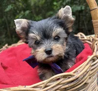 AKC Gnat ON HOLD, a male Yorkshire Terrier for sale in Rincon, GA – 2 of 3