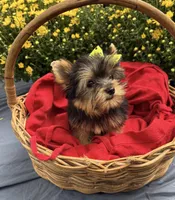 AKC Truffles , a female Yorkshire Terrier for sale in Rincon, GA – 5 of 6