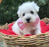 AKC Heidi, a female Miniature Schnauzer for sale in Rincon, GA – 1 of 3
