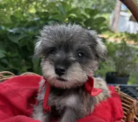 AKC Gnattie(Pending), a female Miniature Schnauzer for sale in Rincon, GA – 4 of 5