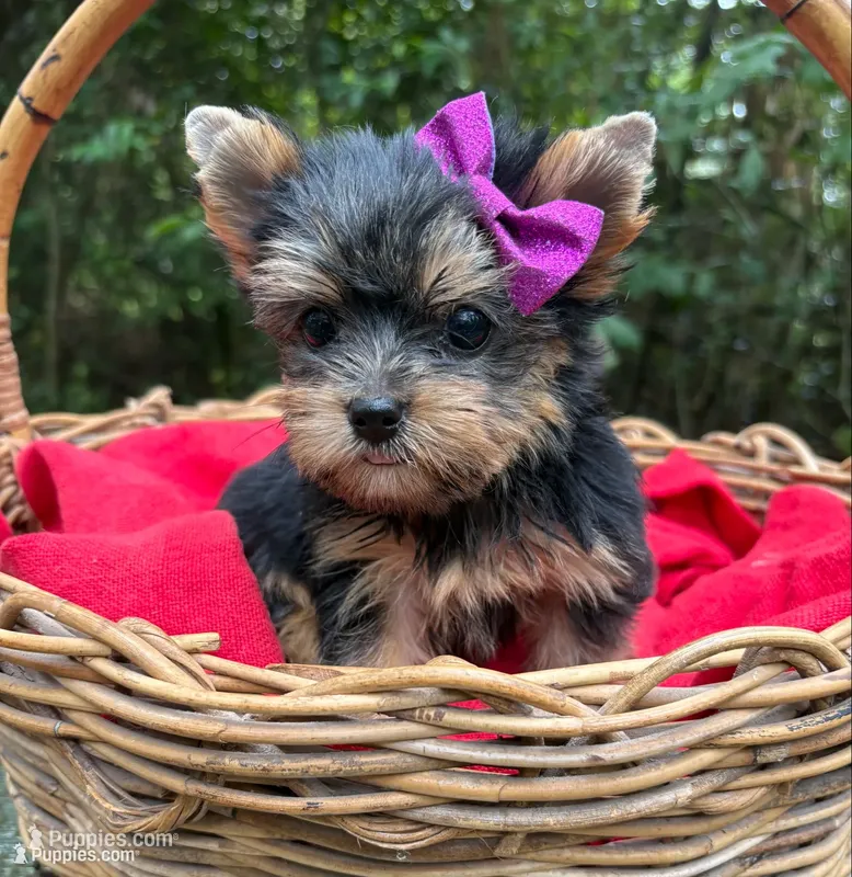 ACK/CKC  Truffles  – Yorkshire Terrier puppy for sale in Rincon, GA