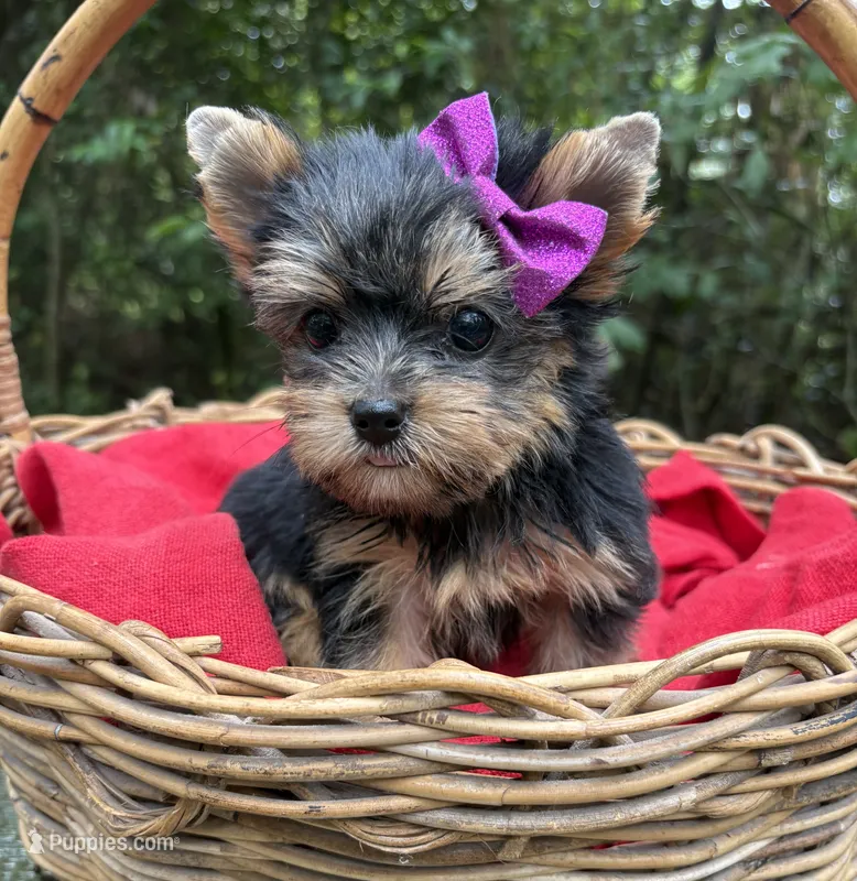 ACK/CKC  Truffles  – Yorkshire Terrier puppy for sale in Rincon, GA