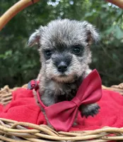 AKC Gnattie, a female Miniature Schnauzer for sale in Rincon, GA – 3 of 5