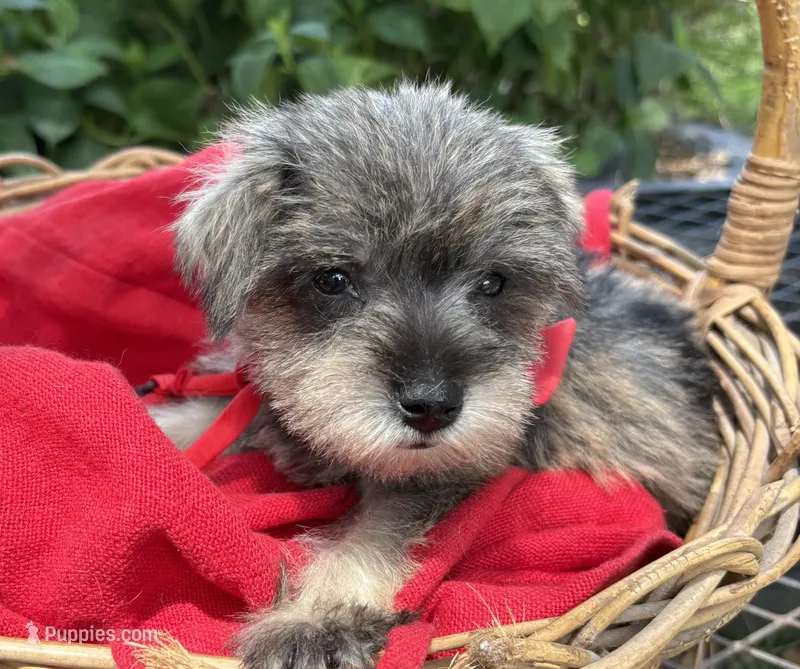 AKC Gnattie – Miniature Schnauzer puppy for sale in Rincon, GA
