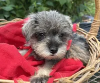 AKC Gnattie(Pending), a female Miniature Schnauzer for sale in Rincon, GA – 1 of 5