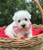 AKC Heidi, a female Miniature Schnauzer for sale in Rincon, GA – 3 of 3