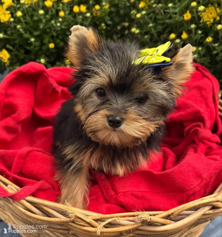 AKC Truffles  – Yorkshire Terrier puppy for sale in Rincon, GA