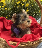AKC Bentley , a male Yorkshire Terrier for sale in Rincon, GA – 3 of 4