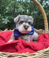 AKC Dakota, a male Miniature Schnauzer for sale in Rincon, GA – 3 of 4