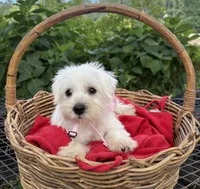 AKC Heidi, a female Miniature Schnauzer for sale in Rincon, GA – 2 of 4
