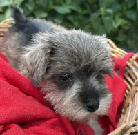 AKC Gnattie(Pending), a female Miniature Schnauzer for sale in Rincon, GA – 3 of 5
