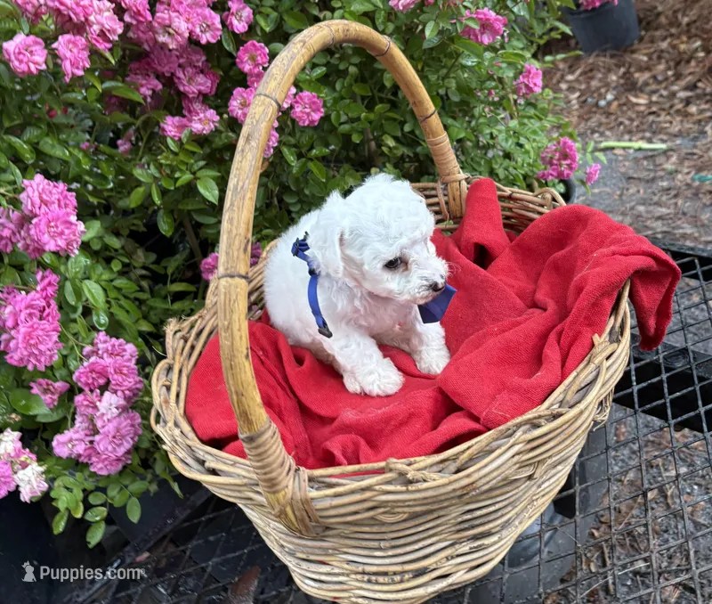 Gnat (AKC/CKC) – Bichon Frise puppy for sale in Rincon, GA