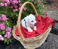 Gnat (AKC/CKC), a male Bichon Frise for sale in Rincon, GA – Photo 1 of 2