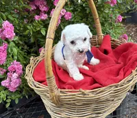 Gnat (AKC/CKC), a male Bichon Frise for sale in Rincon, GA – Photo 2 of 2