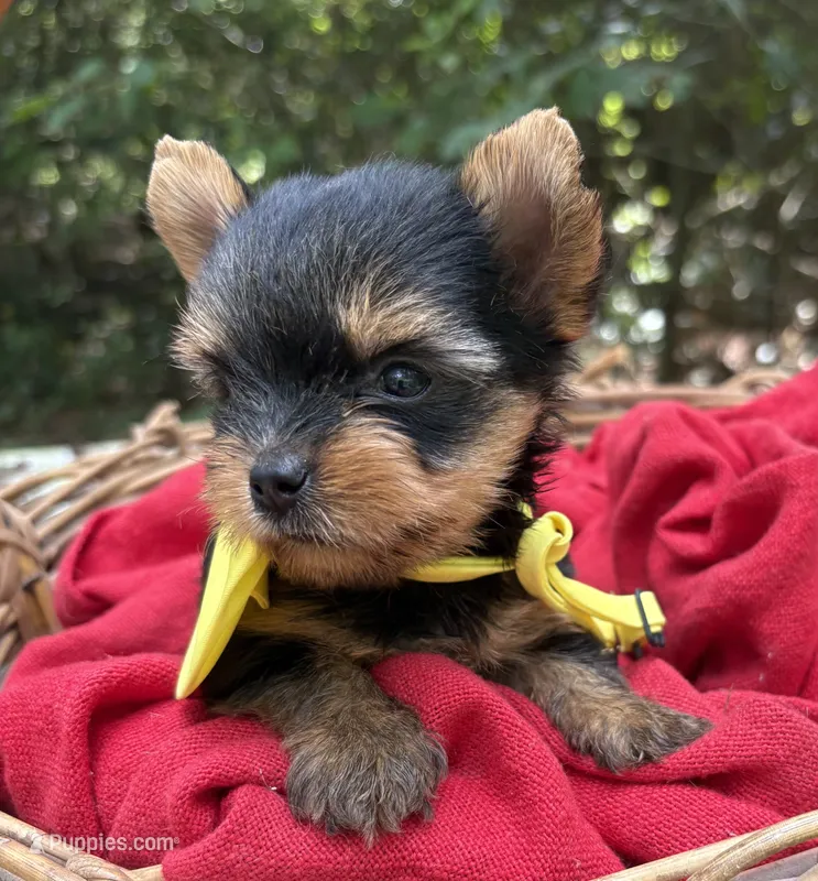 AKC/CKC Bentley  – Yorkshire Terrier puppy for sale in Rincon, GA
