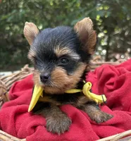 AKC/CKC Bentley , a male Yorkshire Terrier for sale in Rincon, GA – 1 of 3