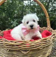 AKC Heidi, a female Miniature Schnauzer for sale in Rincon, GA – 2 of 3