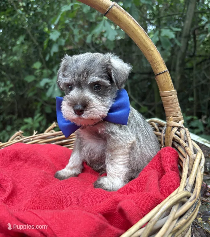 AKC Dakota – Miniature Schnauzer puppy for sale in Rincon, GA