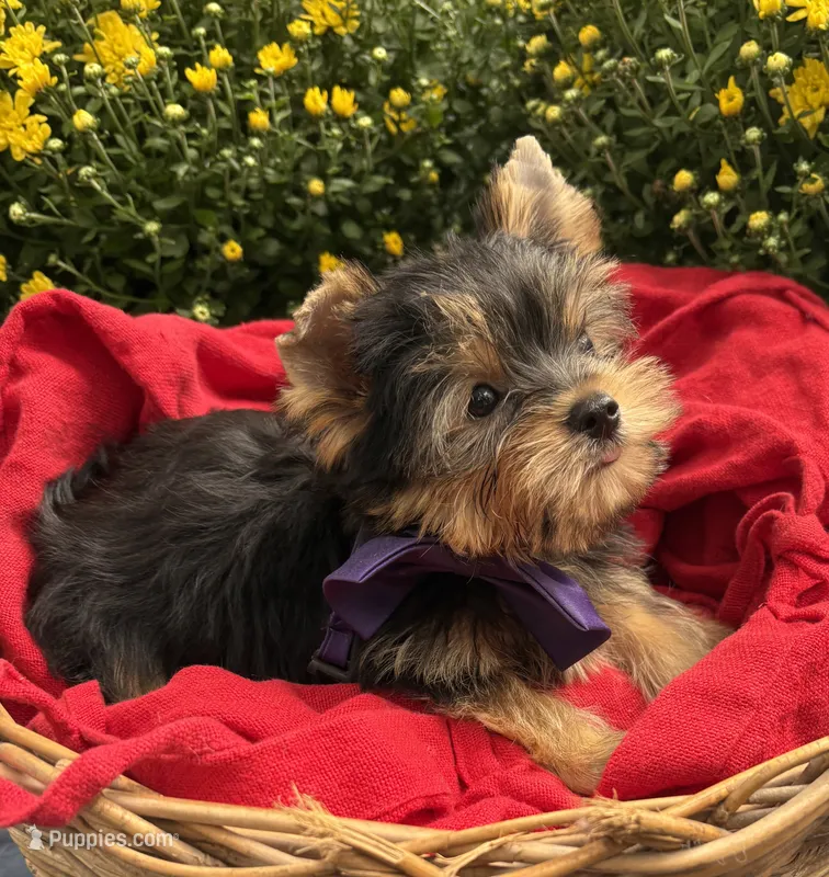 AKC Bentley  – Yorkshire Terrier puppy for sale in Rincon, GA