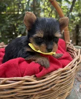 AKC/CKC Bentley , a male Yorkshire Terrier for sale in Rincon, GA – 2 of 3