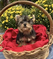 AKC Truffles , a female Yorkshire Terrier for sale in Rincon, GA – 3 of 6