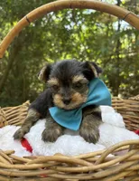 AKC/CKC Gnat, a male Yorkshire Terrier for sale in Rincon, GA – 3 of 3