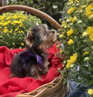 AKC Bentley , a male Yorkshire Terrier for sale in Rincon, GA – 2 of 4