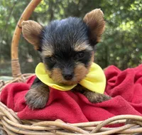 AKC/CKC Bentley , a male Yorkshire Terrier for sale in Rincon, GA – 3 of 3