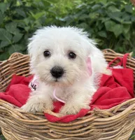 AKC Heidi, a female Miniature Schnauzer for sale in Rincon, GA – 4 of 4