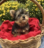 AKC Truffles , a female Yorkshire Terrier for sale in Rincon, GA – 4 of 6