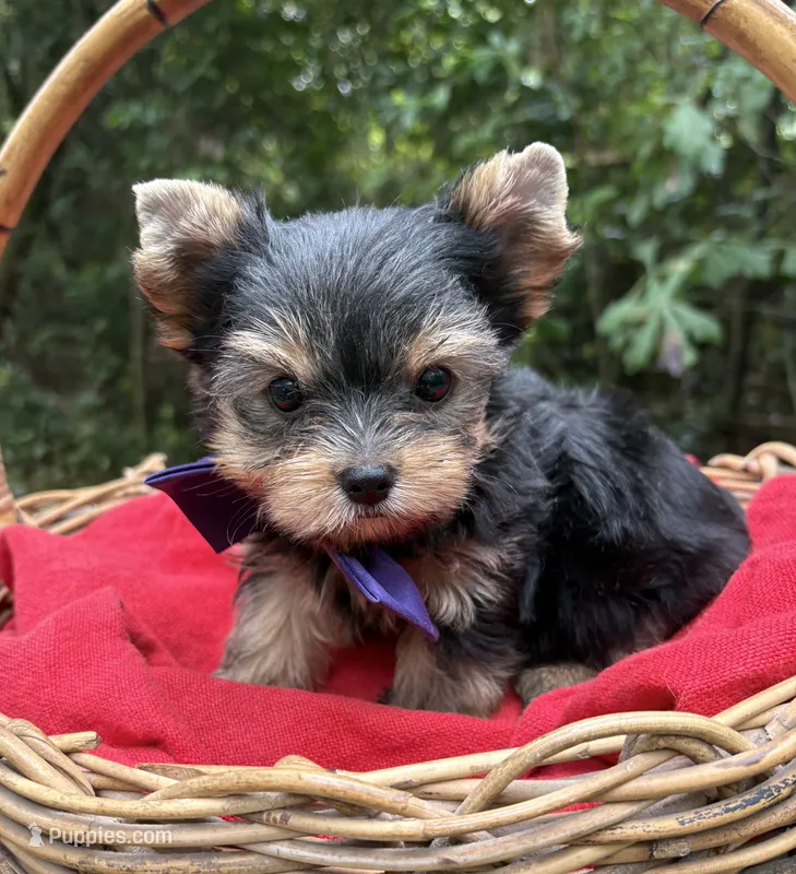 AKC/CKC Gnat – Yorkshire Terrier puppy for sale in Rincon, GA