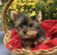 AKC Truffles , a female Yorkshire Terrier for sale in Rincon, GA – 2 of 6