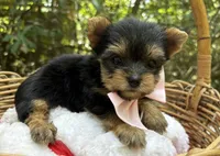 ACK/CKC  Truffles , a female Yorkshire Terrier for sale in Rincon, GA – 1 of 3
