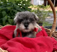 AKC Gnattie(Pending), a female Miniature Schnauzer for sale in Rincon, GA – 2 of 5
