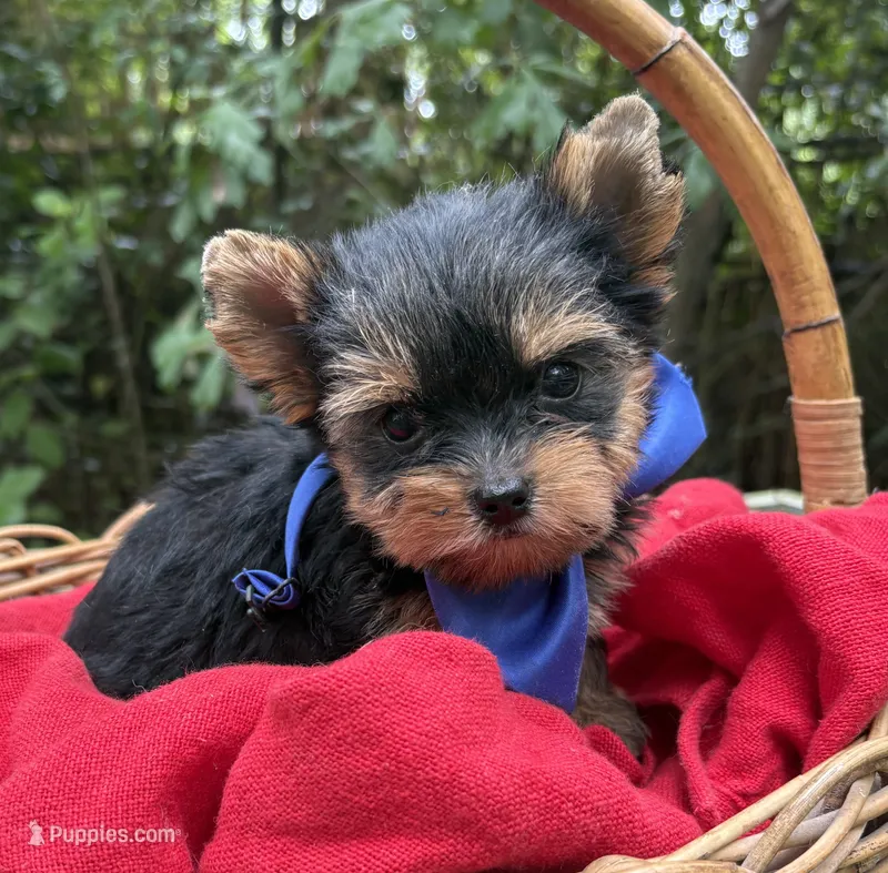 AKC/CKC Bentley  – Yorkshire Terrier puppy for sale in Rincon, GA