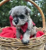 AKC Gnattie, a female Miniature Schnauzer for sale in Rincon, GA – 2 of 5