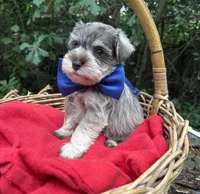 AKC Dakota, a male Miniature Schnauzer for sale in Rincon, GA – 2 of 4