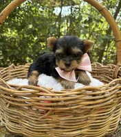 ACK/CKC  Truffles , a female Yorkshire Terrier for sale in Rincon, GA – 3 of 3