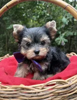 AKC Gnat ON HOLD, a male Yorkshire Terrier for sale in Rincon, GA – 3 of 3