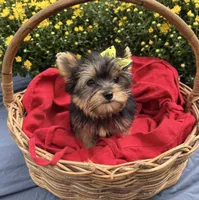 AKC Truffles , a female Yorkshire Terrier for sale in Rincon, GA – 6 of 6